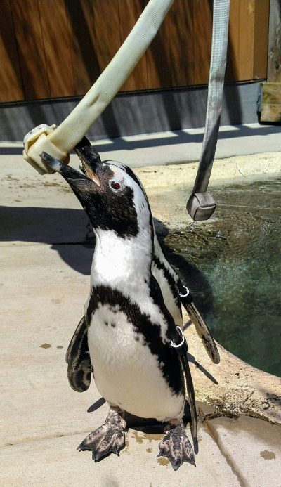 A penguin stretches upward to grasp a fire hose with a knot at the end in its beak.