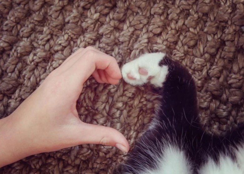 Helping heroes A hand and a paw making the shape of a heart.