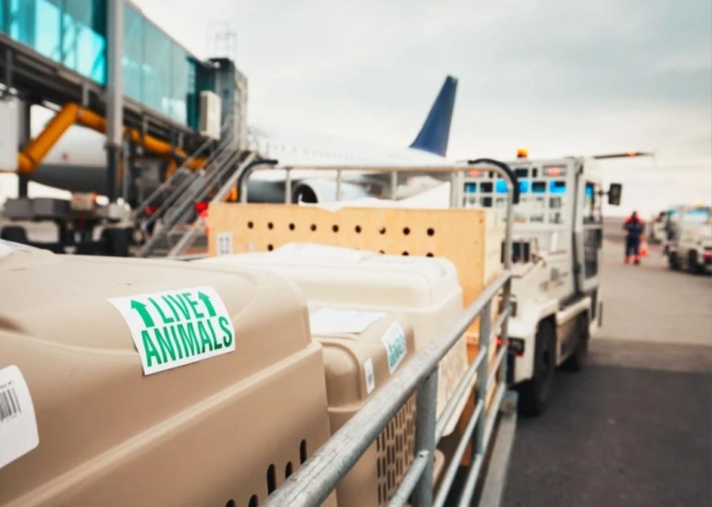 High costs but high rewards Pet carriers on an airline luggage cart near a plane.