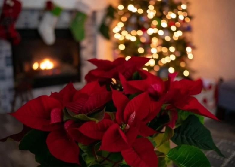 Plants toxic to dogs or cats Poinsettias in front of a Christmas tree.