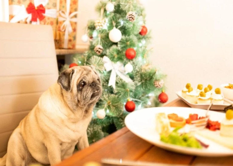 Table scraps A dog sitting at a Christmas dinner table.