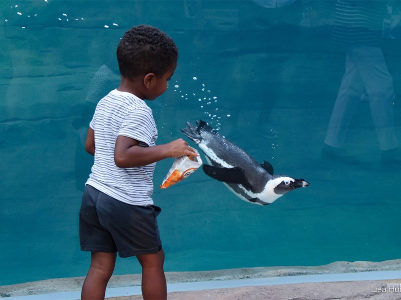 Boy looking at a penguin in the zoo